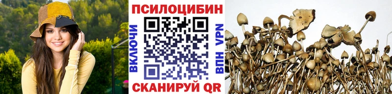 Купить закладки Знаменск Галлюциногенные грибы Psilocybine cubensis